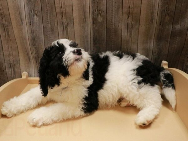 Mini Bernadoodle DOG Male Black / White 27095 Petland Racine, Wisconsin