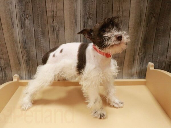 Miniature Schnauzer DOG Female Chocolate / White 27100 Petland Racine, Wisconsin