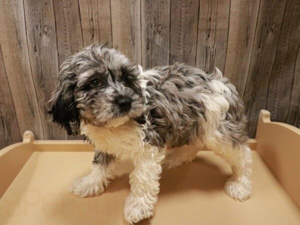 Cock A Poo 2nd Gen DOG Male Blue Merle / White 27104 Petland Racine, Wisconsin