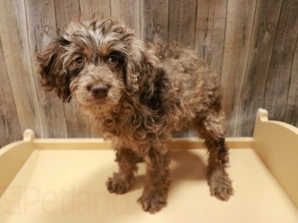 Cock A Poo 2nd Gen DOG Female Chocolate Merle 27105 Petland Racine, Wisconsin