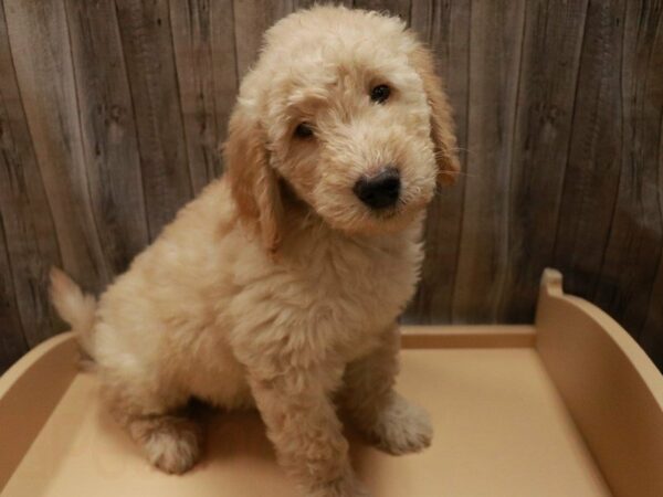 Mini Goldendoodle 2nd Gen DOG Male Cream 27116 Petland Racine, Wisconsin