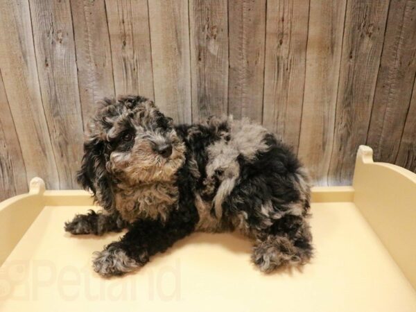 Goldendoodle Mini DOG Male Blue Merle 27109 Petland Racine, Wisconsin