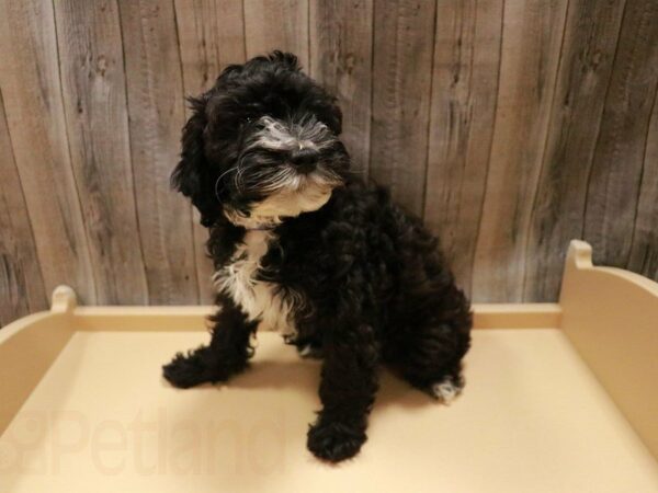 Poodle/Cocker Spaniel DOG Male Chocolate 27106 Petland Racine, Wisconsin