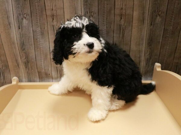 Mini Bernadoodle DOG Female Black / White 27096 Petland Racine, Wisconsin