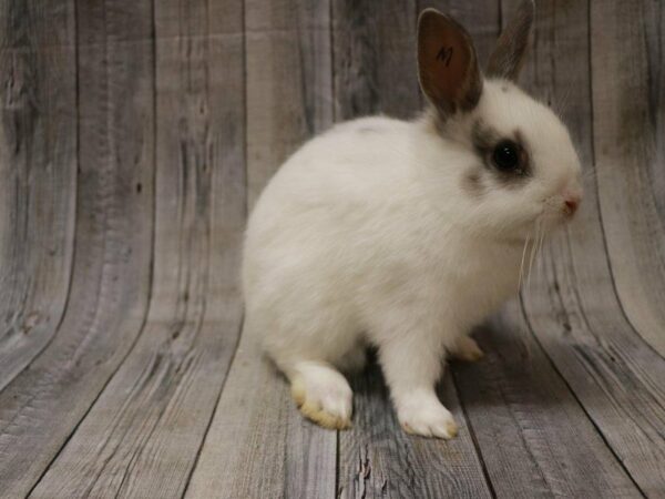 Netherland Dwarf-RABBIT-Male--27090-Petland Racine, Wisconsin