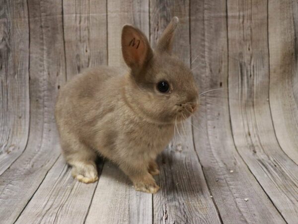 Netherland Dwarf-RABBIT-Male--27089-Petland Racine, Wisconsin