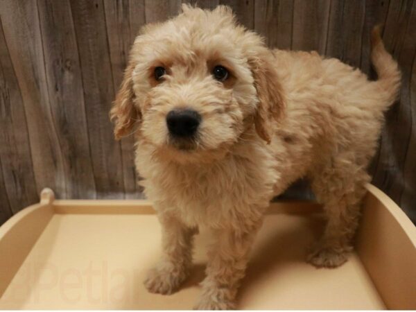 Mini Goldendoodle 2nd Gen DOG Female Cream 27118 Petland Racine, Wisconsin