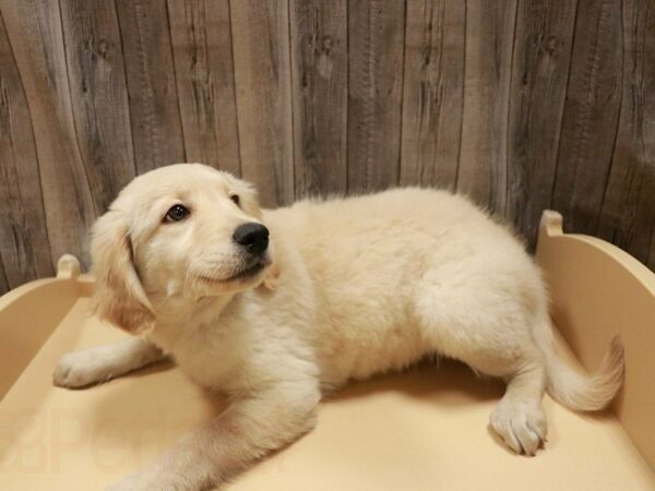 Mini Goldendoodle 2nd Gen DOG Female Cream 27117 Petland Racine, Wisconsin