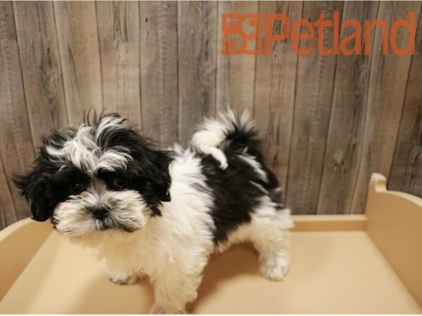 Teddy Bear DOG Female Black / White 27134 Petland Racine, Wisconsin