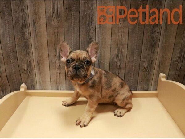 French Bulldog-DOG-Female-Red Merle-27140-Petland Racine, Wisconsin