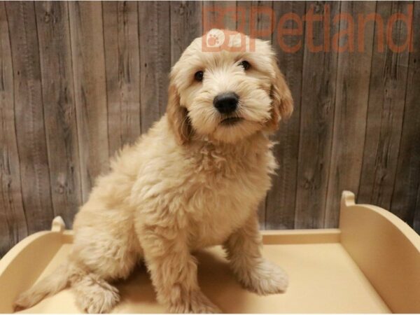 Mini Goldendoodle 2nd Gen-DOG-Female-English Cream-27138-Petland Racine, Wisconsin