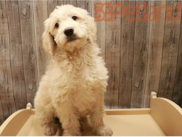 Mini Goldendoodle 2nd Gen DOG Female English Cream 27137 Petland Racine, Wisconsin