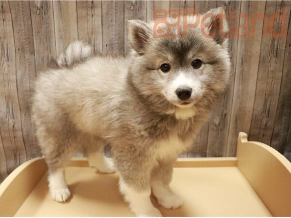 Siberian Husky/American Eskimo DOG Female Gray / White 27136 Petland Racine, Wisconsin