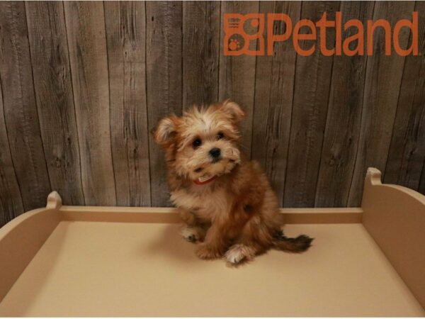 Morkie DOG Female Sable 27135 Petland Racine, Wisconsin