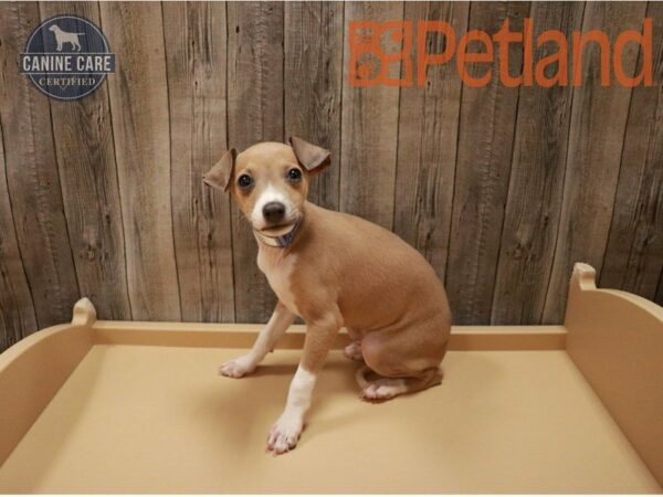 Italian Greyhound DOG Male Fawn 27133 Petland Racine, Wisconsin