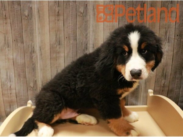 Bernese Mountain Dog DOG Male Black Rust / White 27132 Petland Racine, Wisconsin