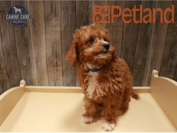 Goldendoodle Mini 2nd Gen-DOG-Male-Red-27131-Petland Racine, Wisconsin