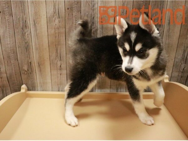 Alaskan Klee Kai DOG Male Black / White 27130 Petland Racine, Wisconsin