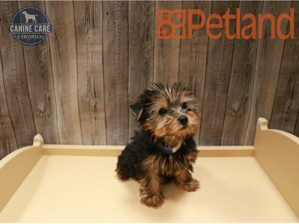 Yorkshire Terrier-DOG-Male-Black / Tan-27128-Petland Racine, Wisconsin