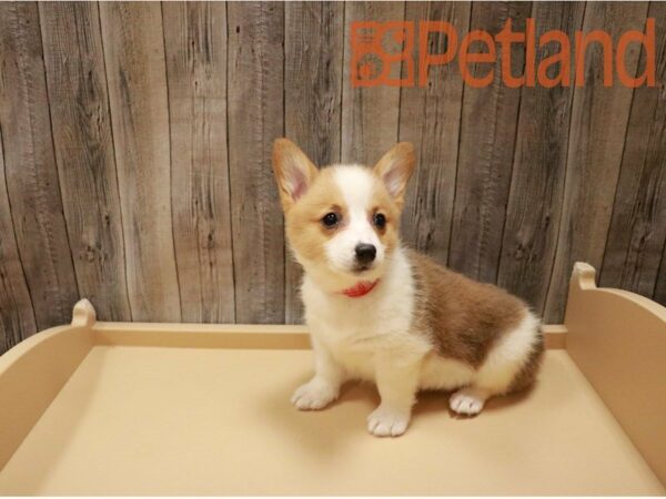 Pembroke Welsh Corgi DOG Female Sable / White 27127 Petland Racine, Wisconsin