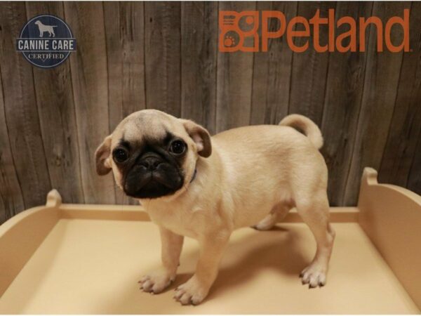 Pug DOG Male Fawn 27126 Petland Racine, Wisconsin