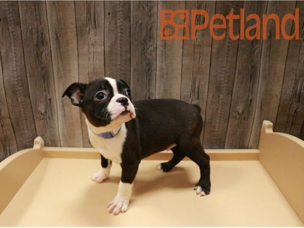 Boston Terrier DOG Male Black / White 27125 Petland Racine, Wisconsin