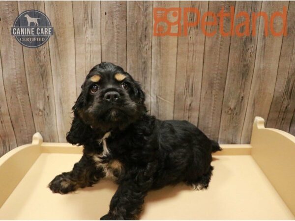 Cocker Spaniel DOG Male Black / Tan 27123 Petland Racine, Wisconsin