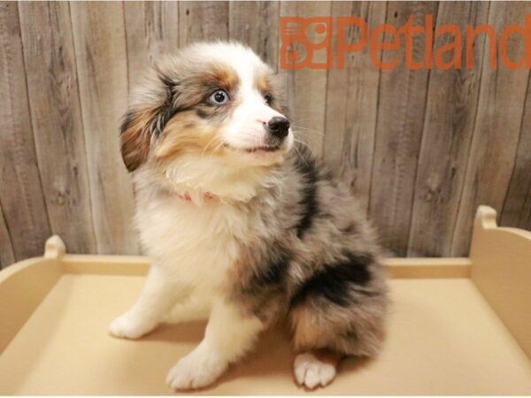 Miniature Australian Shepherd DOG Female Blue Merle 27122 Petland Racine, Wisconsin