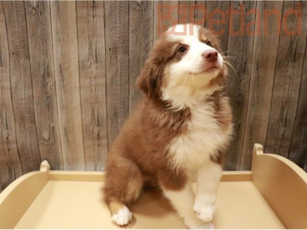 Miniature Australian Shepherd-DOG-Female-Red-27120-Petland Racine, Wisconsin