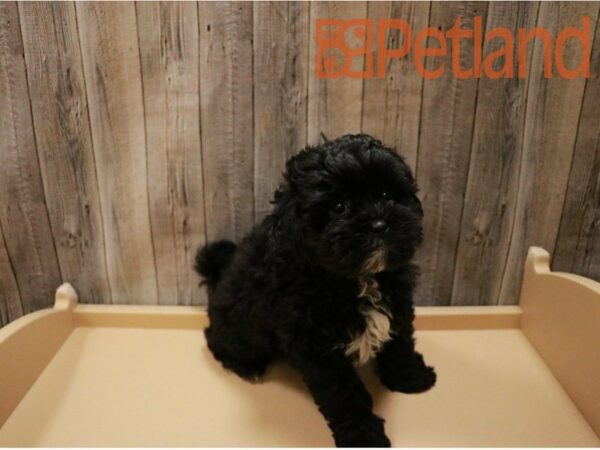 Shihpoo DOG Male Black / White 27121 Petland Racine, Wisconsin