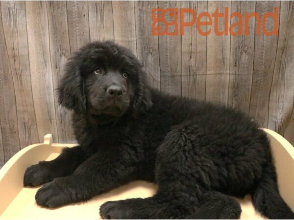 Newfoundland DOG Female BLK 27179 Petland Racine, Wisconsin