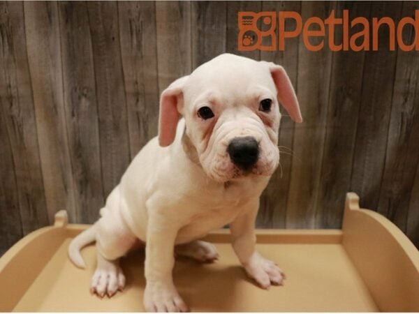 American Bulldog-DOG-Male--27178-Petland Racine, Wisconsin