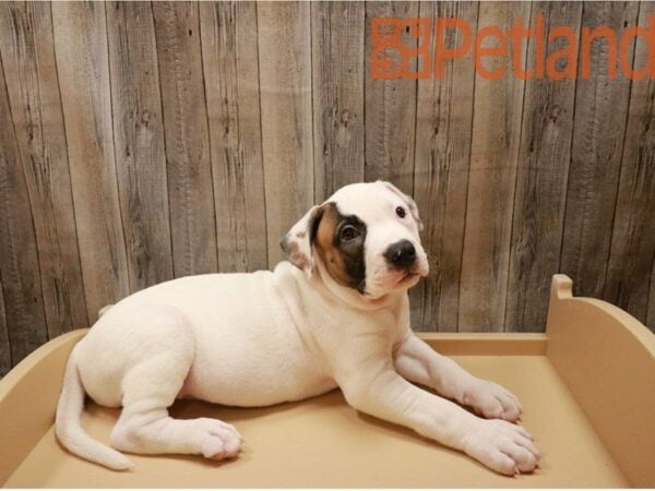 American Bulldog-DOG-Male--27177-Petland Racine, Wisconsin