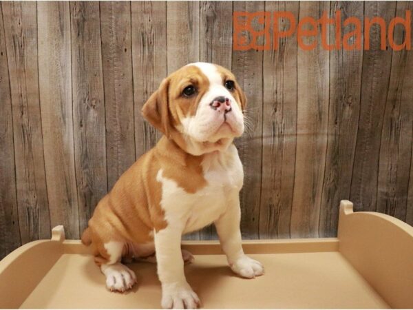 Bulldog DOG Female Red / White 27167 Petland Racine, Wisconsin