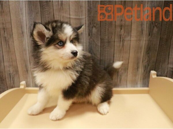 Pomsky 2nd Gen DOG Male Black / White 27163 Petland Racine, Wisconsin