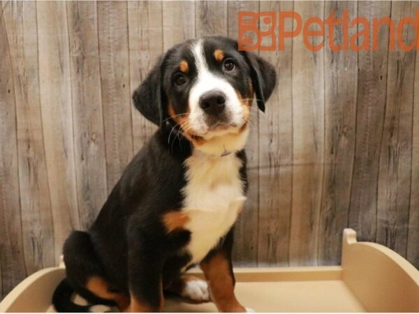 Greater Swiss Mountain Dog-DOG-Male-Black, White / Red-27162-Petland Racine, Wisconsin