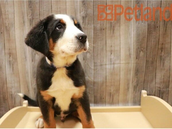 Greater Swiss Mountain Dog-DOG-Male-Black, White / Red-27161-Petland Racine, Wisconsin