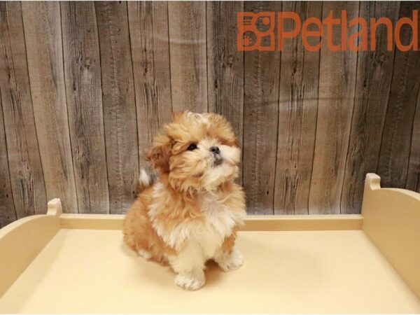 Teddy Bear DOG Male Gold / White 27160 Petland Racine, Wisconsin