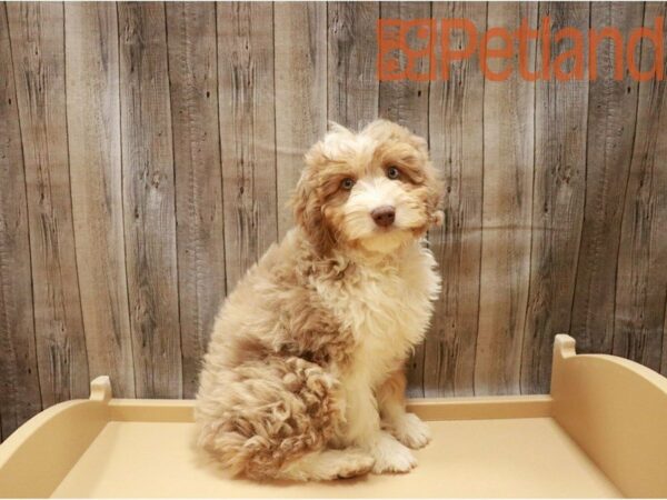 Mini Aussie DOG Male Chocolate Merle 27159 Petland Racine, Wisconsin