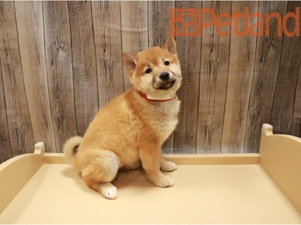 Shiba Inu DOG Female Red Sesame 27157 Petland Racine, Wisconsin