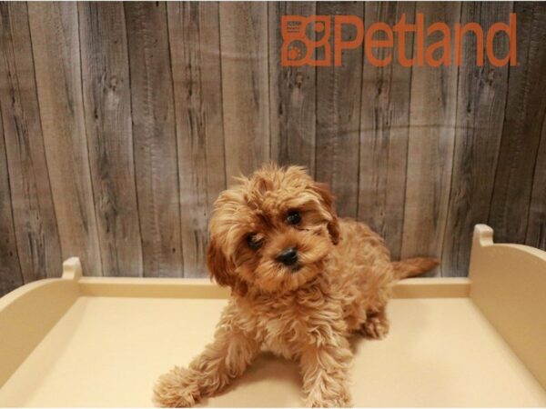 Cavapoo DOG Female Red 27156 Petland Racine, Wisconsin