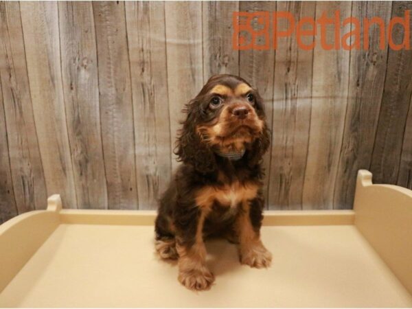 Cock A Poo 2nd Gen DOG Female Chocolate and Tan 27154 Petland Racine, Wisconsin