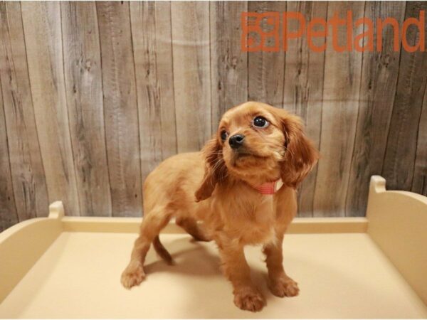 Cavalier King Charles Spaniel DOG Female Ruby 27153 Petland Racine, Wisconsin