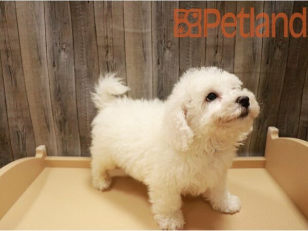 Bichon Frise-DOG-Male-White-27151-Petland Racine, Wisconsin