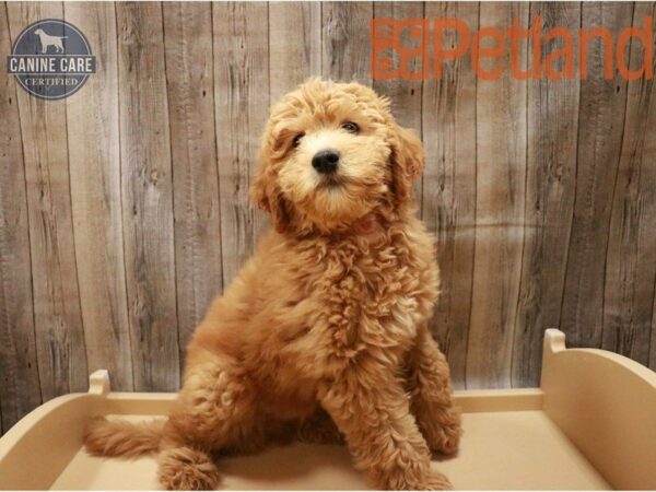 Mini Goldendoodle-DOG-Male-Red-27149-Petland Racine, Wisconsin