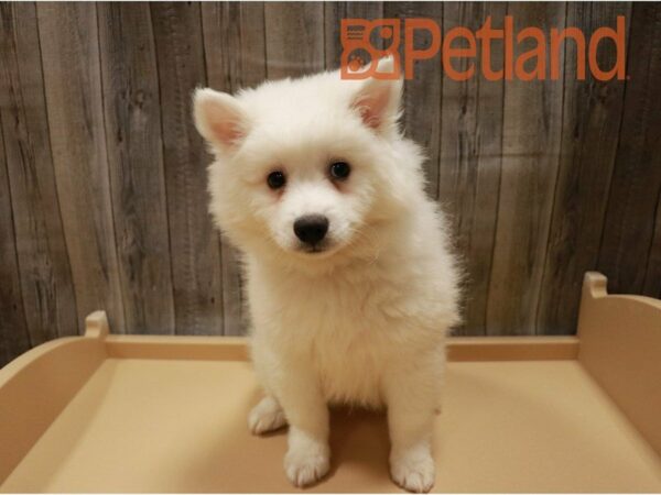 American Eskimo Dog DOG Male White 27146 Petland Racine, Wisconsin