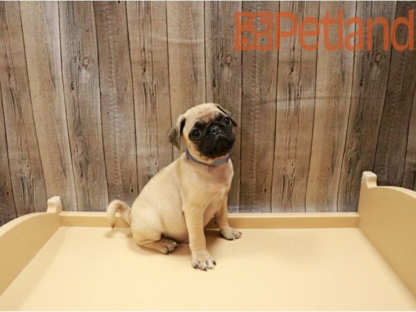 Pug DOG Male Fawn 27145 Petland Racine, Wisconsin