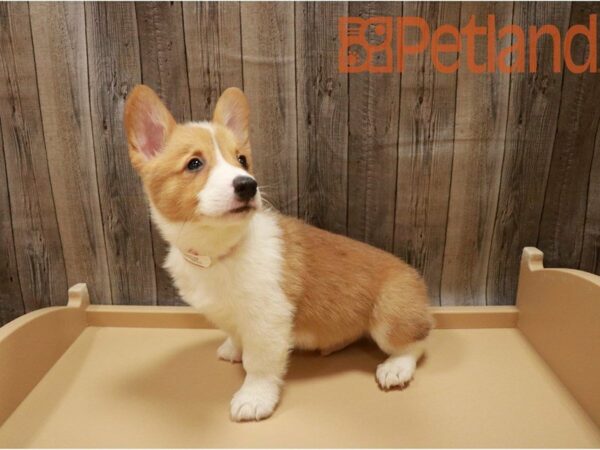 Pembroke Welsh Corgi DOG Male Sable / White 27144 Petland Racine, Wisconsin