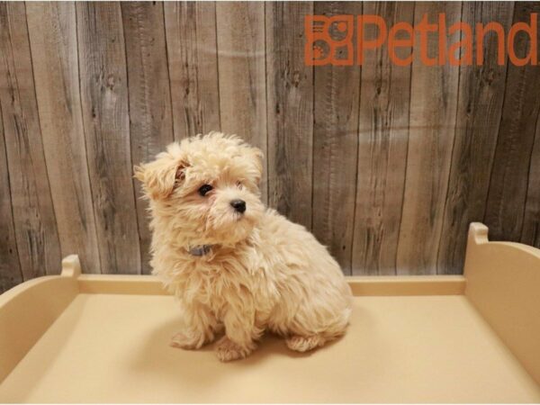 Maltipoo DOG Male Cream 27143 Petland Racine, Wisconsin