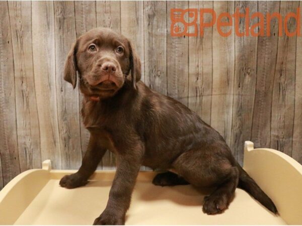 Labrador Retriever DOG Female Chocolate 27142 Petland Racine, Wisconsin